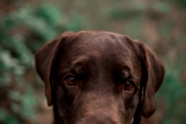 Arckép Ból Ravasz Labrador Vizsla Tenyészt Kutya Pózol Ban Erdő — Stock Fotó