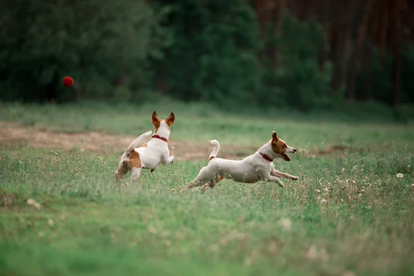 遊び心のあるジャックラッセルは一緒に森の中を走っている犬を繁殖 — ストック写真