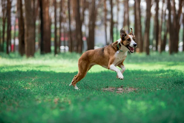 güneşli ormanda oynarken çalışan oyuncu köpek 