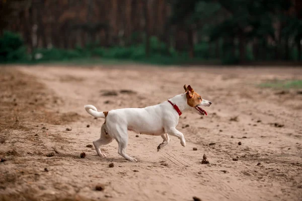 Jack Russell Breed Dog Walking Forest — Stock Photo, Image