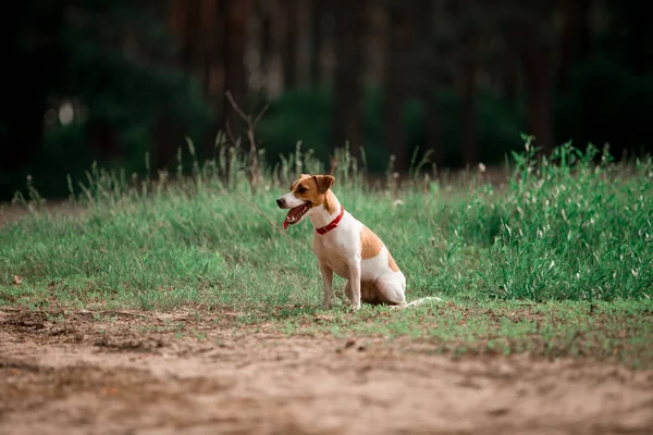 ormanda çalışan eğlenceli Jack Russell cins köpek 