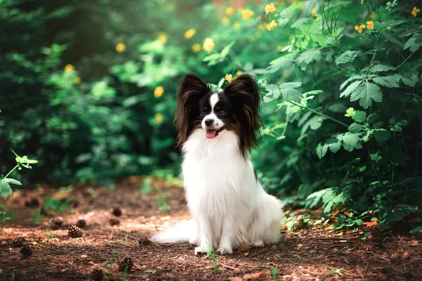 屋外でポーズをとるパピヨン犬の肖像画 — ストック写真