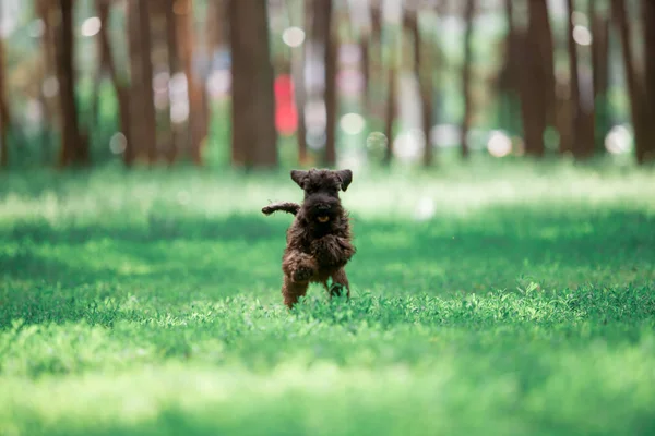 日当たりの良い森の芝生で走る遊び心のある小さな子犬 — ストック写真