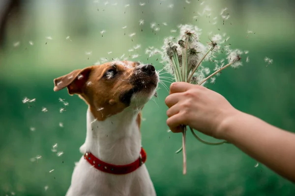 Portrait Jack Russell Breed Dog Sitting Grass Sniffing Dandelion — Stock Photo, Image