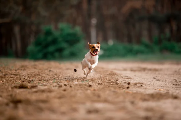 Juguetón Jack Russell Crianza Perro Corriendo Bosque —  Fotos de Stock