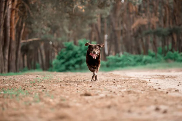 Симпатичні Лабрадор Ретрівер Породи Собак Працює Лісі — стокове фото