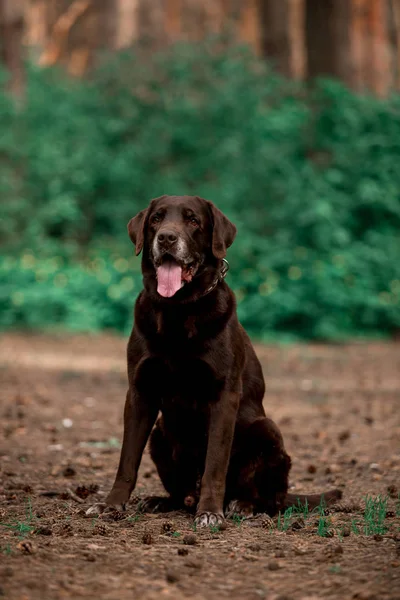 Arckép Ból Ravasz Labrador Vizsla Tenyészt Kutya Pózol Ban Erdő — Stock Fotó