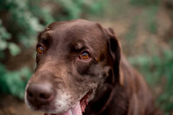 森の中でポーズかわいいラブラドールレトリバー犬の肖像画 — ストック写真