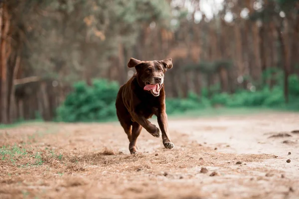 Cute Labrador Retriever Breed Dog Running Forest — Stock Photo, Image