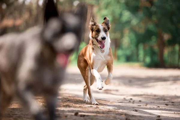 Perros Juguetones Corriendo Mientras Juegan Bosque Soleado —  Fotos de Stock