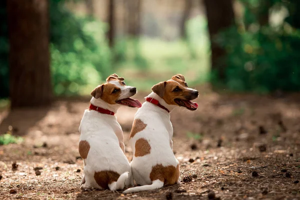 Vista Trasera Perros Raza Jack Russell Sentados Bosque Durante Día —  Fotos de Stock
