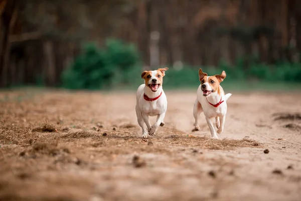 birlikte ormanda çalışan eğlenceli Jack Russell cins köpekler 
