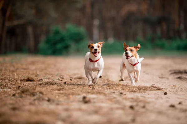 Juguetón Jack Russell Criar Perros Corriendo Bosque Juntos —  Fotos de Stock