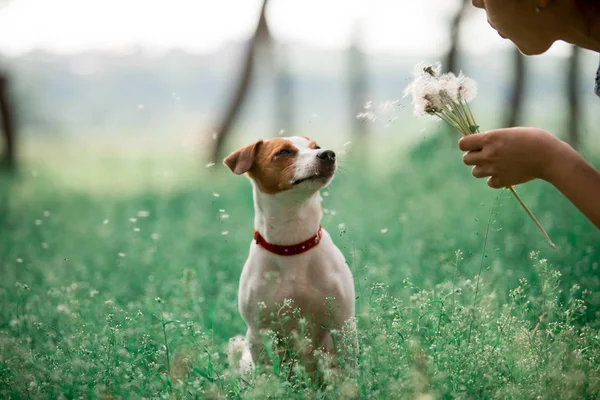 Portrait Jack Russell Breed Flowers Hands Outdoors — Stock Photo, Image