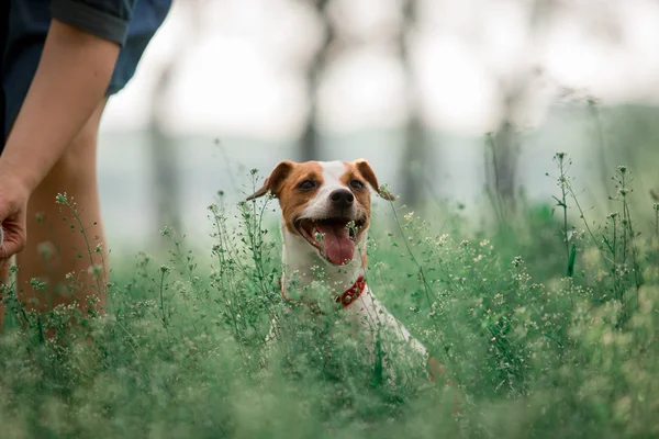 Portrait Jack Russell Breed Dog Sitting Grass — Stock Photo, Image
