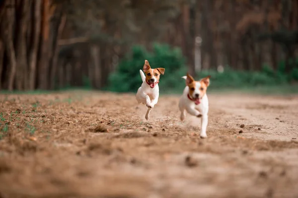 Birlikte Ormanda Çalışan Eğlenceli Jack Russell Cins Köpekler — Stok fotoğraf