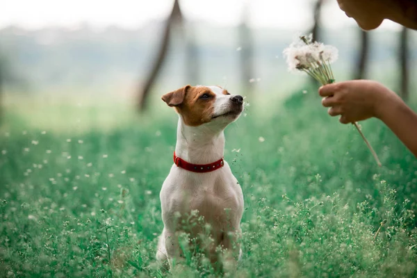 Jack Russell 'ın portresi, açık havada elinde çiçeklerle doğar.
