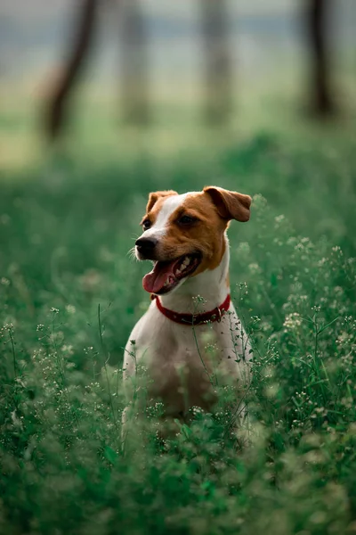 Portrait Jack Russell Breed Dog Sitting Grass — Stock Photo, Image