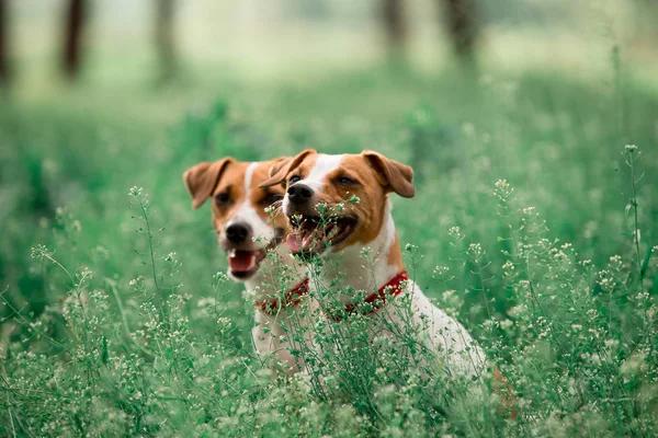 Portrait Jack Russell Breed Dogs Sitting Grass — Stock Photo, Image