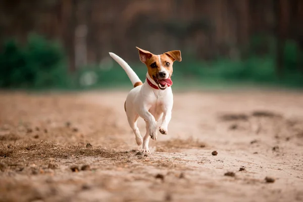 Playful Jack Russell Breed Dog Running Forest — Stock Photo, Image