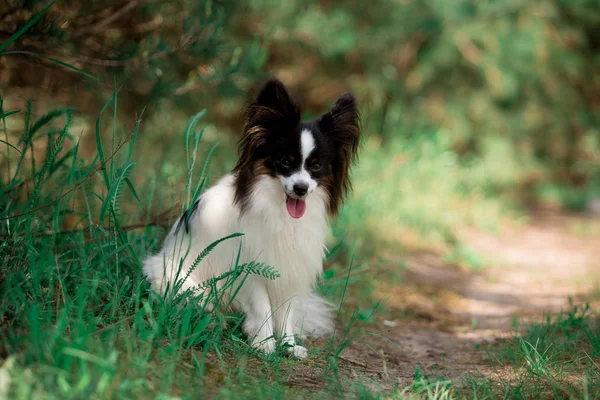 Retrato Papillon Raça Cão Posando Livre — Fotografia de Stock