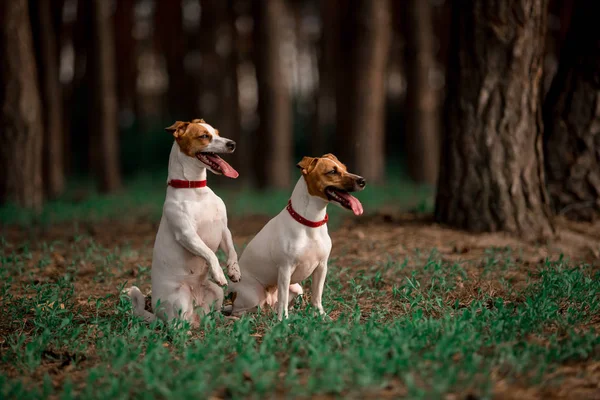 Juguetón Jack Russell Criar Perros Sentado Bosque Juntos —  Fotos de Stock