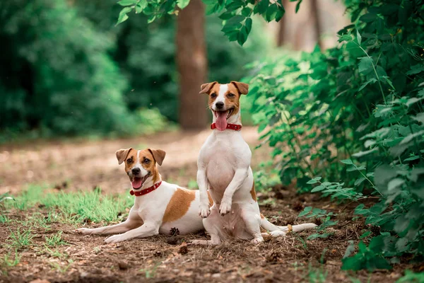 Gündüz Ormanda Oturan Jack Russell Cins Köpeklerin Portresi — Stok fotoğraf