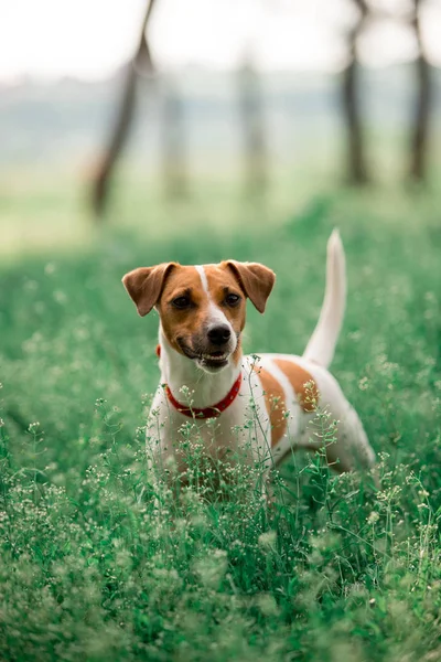 çimenlerde oturan Jack Russell cins köpek portresi 