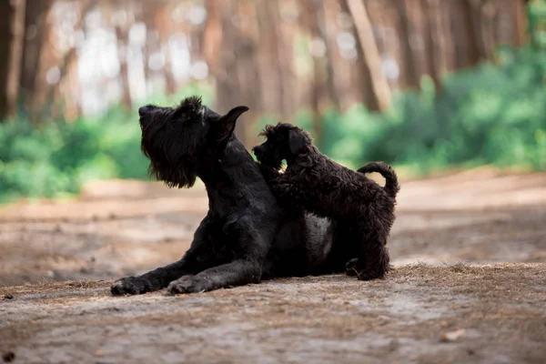 ormanda sevimli minyatür Schnauzer yetişkin köpek ve köpek yavrusu