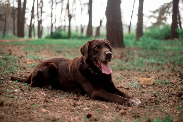 Arckép Ból Ravasz Labrador Vizsla Tenyészt Kutya Pózol Ban Erdő — Stock Fotó