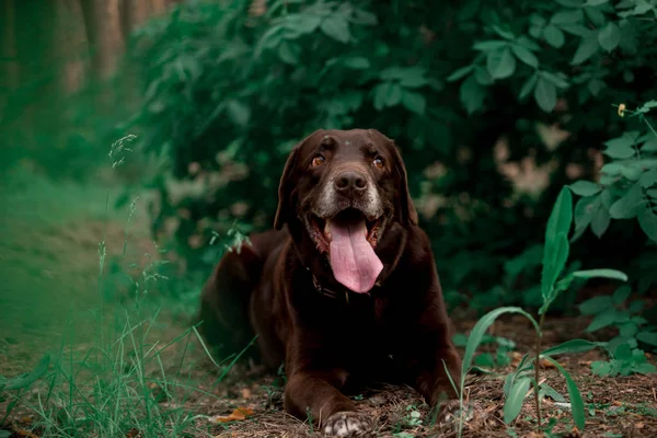 Arckép Ból Ravasz Labrador Vizsla Tenyészt Kutya Pózol Ban Erdő — Stock Fotó