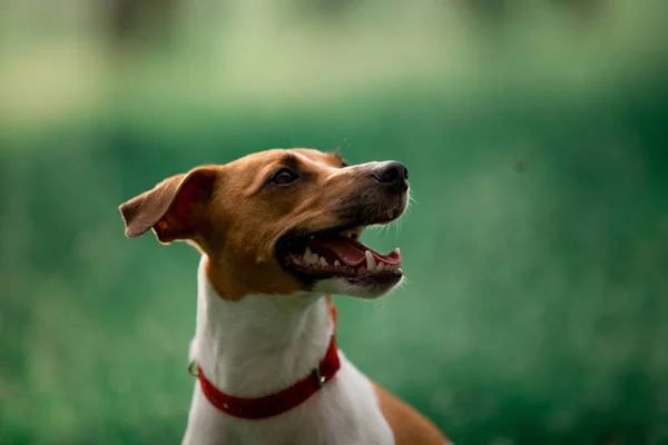 Portrait Jack Russell Breed Dog Sitting Grass — Stock Photo, Image