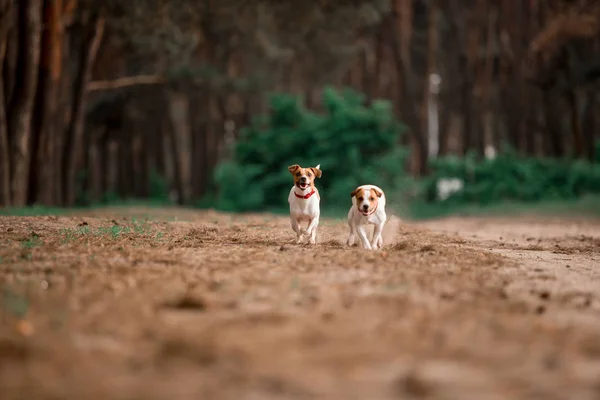 Figlarny Jack Russell Rasy Psów Działających Lesie Razem — Zdjęcie stockowe