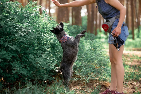Gündüz vakti ormandaki dost köpeği eğiten kadın. 