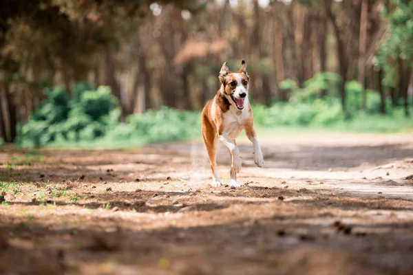 Perro Juguetón Corriendo Mientras Juega Bosque Soleado — Foto de Stock
