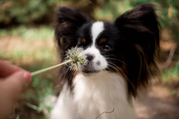 Portrait of Papillon breed dog posing outdoors