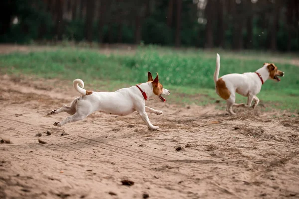 Verspielter Jack Russell Züchtet Hunde Die Gemeinsam Wald Laufen — Stockfoto