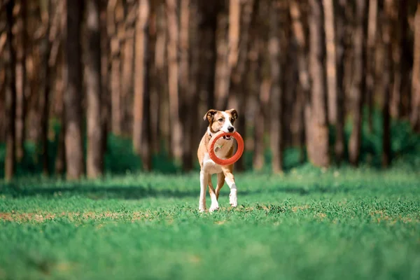 cute dog bringing circle toy while playing in forest