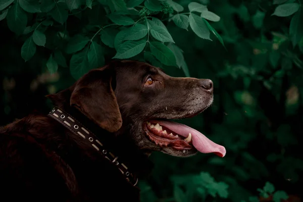 Arckép Ból Ravasz Labrador Vizsla Tenyészt Kutya Pózol Ban Erdő — Stock Fotó