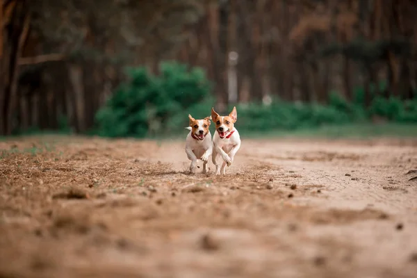 birlikte ormanda çalışan eğlenceli Jack Russell cins köpekler 