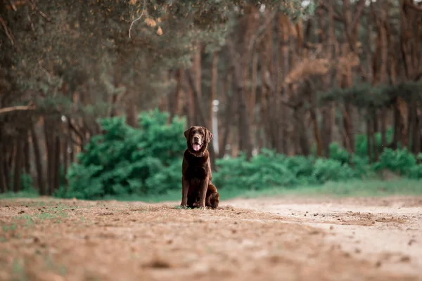 Ravasz Labrador Vizsla Tenyészt Kutya Ülő Ban Erdő — Stock Fotó