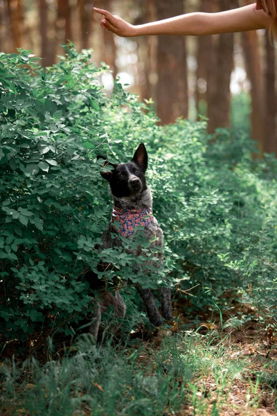 Mujer Entrenamiento Amistoso Perro Bosque Durante Día Fotos De Stock Sin Royalties Gratis