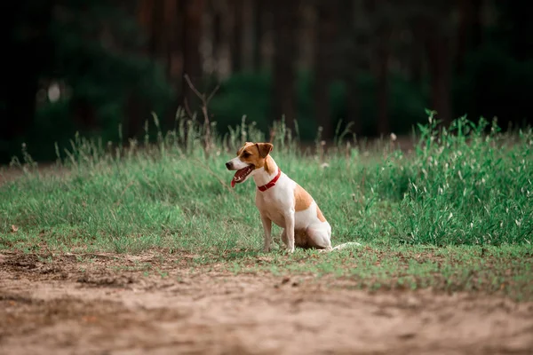 Juguetón Jack Russell Crianza Perro Corriendo Bosque Imagen De Stock