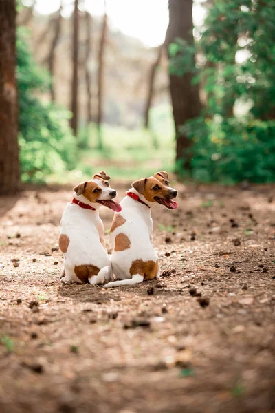 Заднього Виду Джека Рассел Породи Собак Сидять Лісі Денний Час Стокове Фото