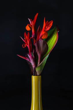 Canna Indica sarı vazoiçinde