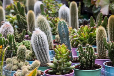 Pek çok farklı ve renkli kaktüsler, kaktüs ve succulents bir piyasa ahır veya sera çeşitli 