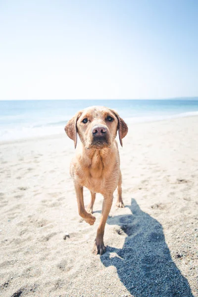 Cão Labrador Retriever Amarelo Saudável Feliz Uma Praia Areia Enquanto — Fotografia de Stock