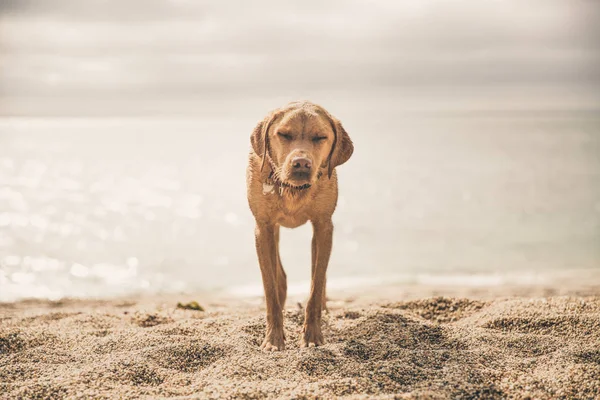 Cão Labrador Retriever Amarelo Uma Praia Seixos Parecendo Cansado Uma — Fotografia de Stock