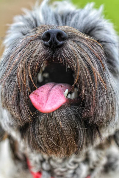 A close up of the head of a very hairy dog with its mouth wide open and its tongue sticking out showing its teeth with copy space