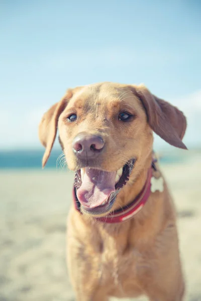 Retrato Perto Cão Labrador Retriever Amarelo Saudável Feliz Livre Uma — Fotografia de Stock